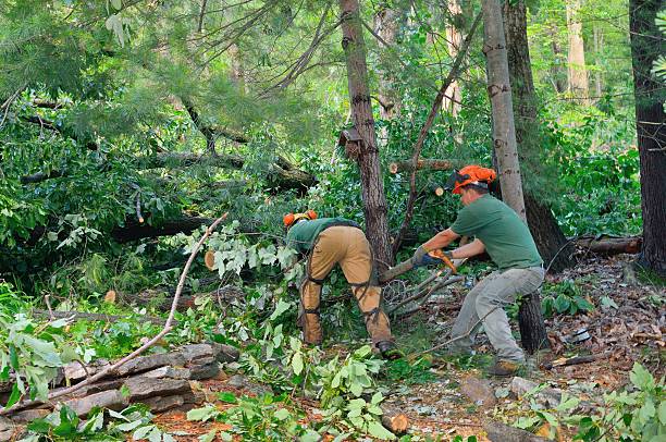 Best Tree Branch Trimming  in Cody, WY